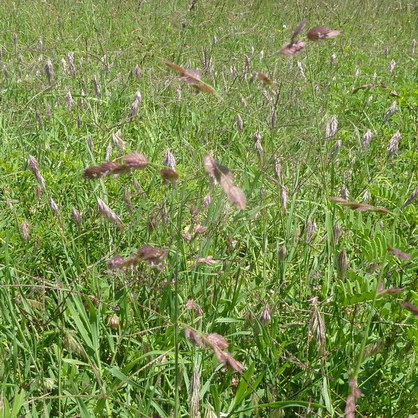 Eragrostis superba Habitus