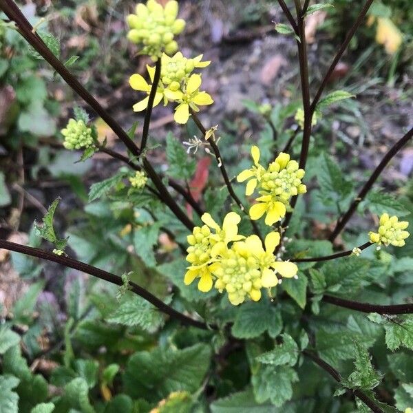 Brassica juncea Blomst