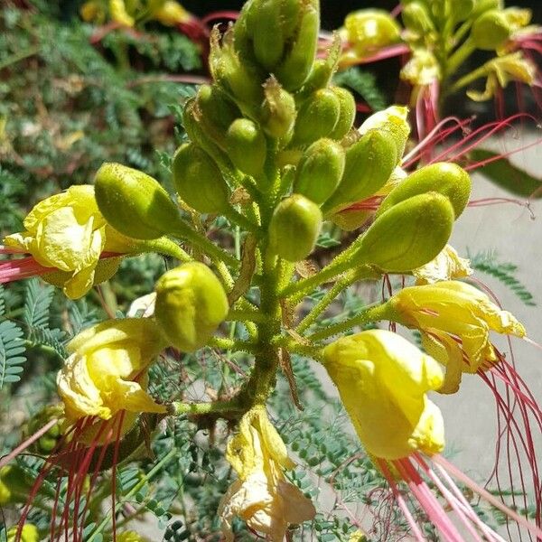 Caesalpinia gilliesii Flor