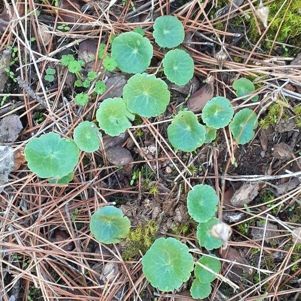 Hydrocotyle vulgaris Leaf