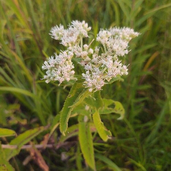 Eupatorium perfoliatum Flower