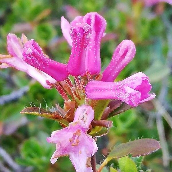 Rhododendron hirsutum Cvet