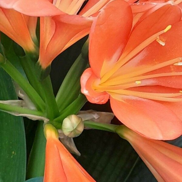 Clivia miniata Flower