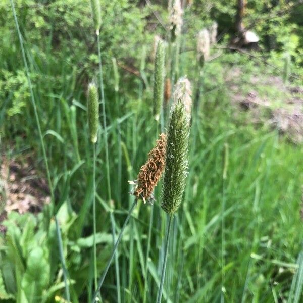 Alopecurus pratensis Floare