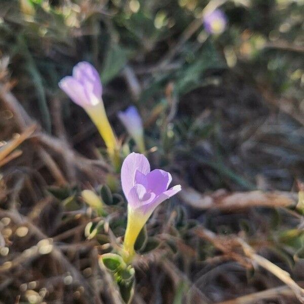 Barleria delamerei Flower