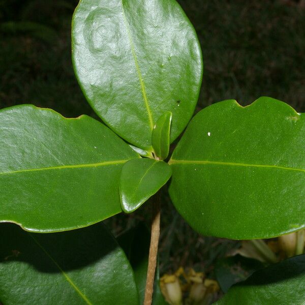 Schultesianthus leucanthus Folha