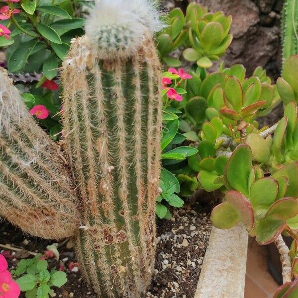 Echinocereus reichenbachii Φλοιός