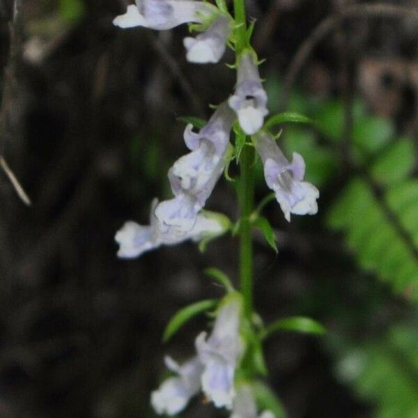 Anarrhinum bellidifolium फूल