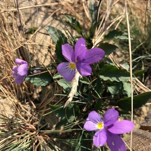 Viola tricolor Flower