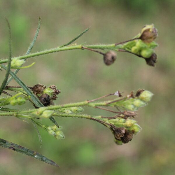 Sida linifolia 果