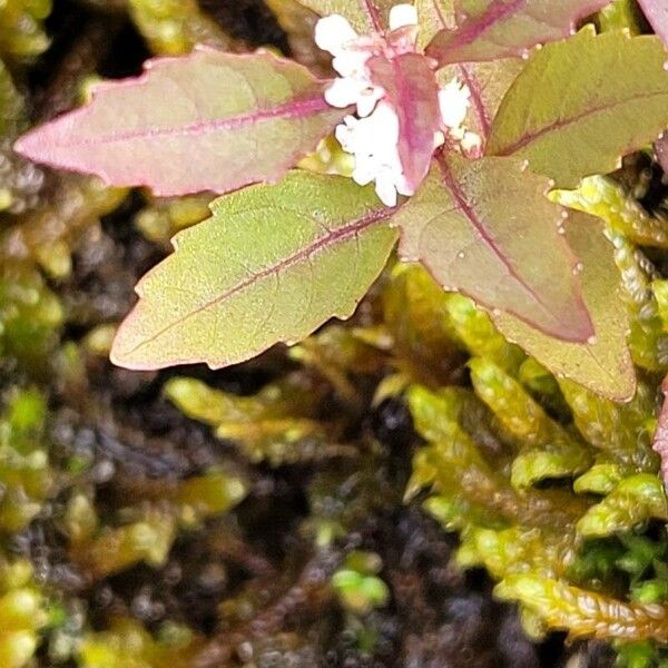 Lycopus uniflorus Leaf