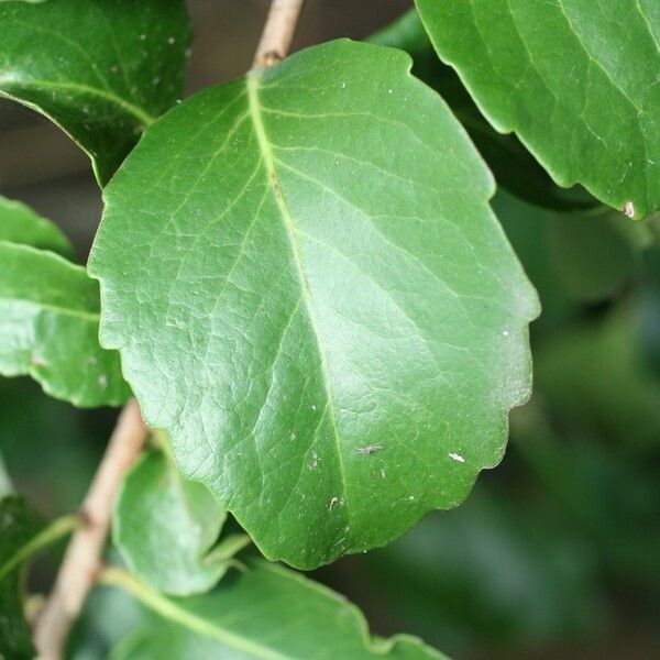 Maytenus canariensis Feuille