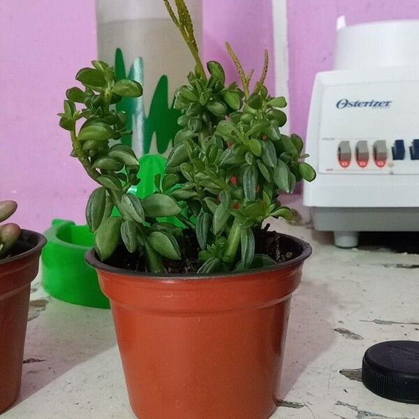 Peperomia dolabriformis (Prayer pepper)