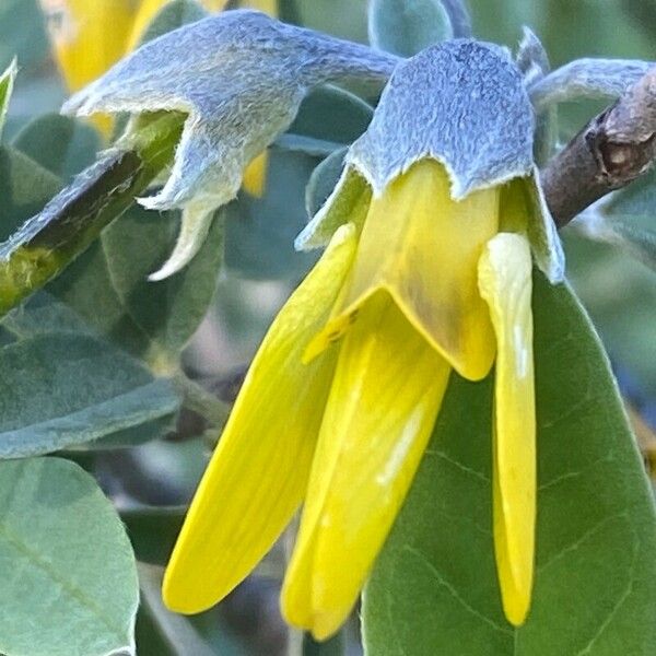 Anagyris foetida Flors