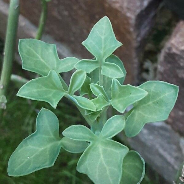 Baculellum articulatum Лист