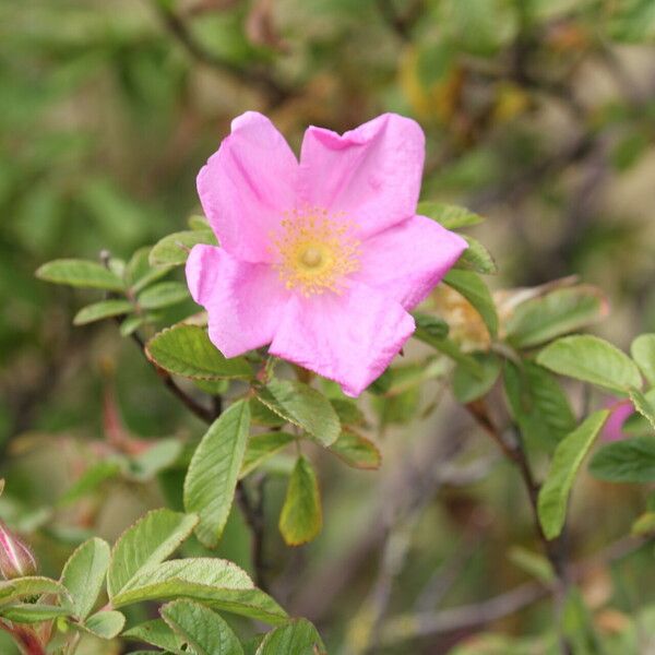 Rosa mollis Fleur