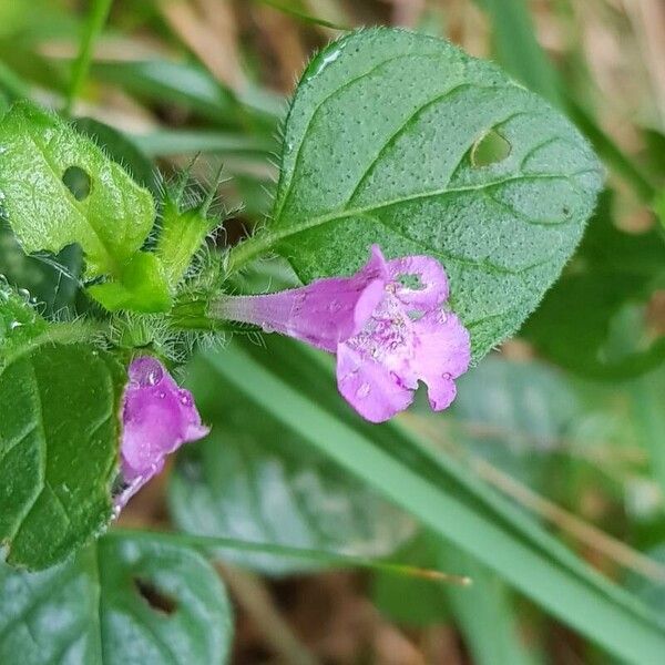 Clinopodium vulgare Kukka