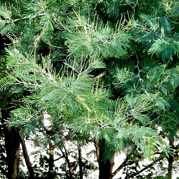 Acacia dealbata Vekstform