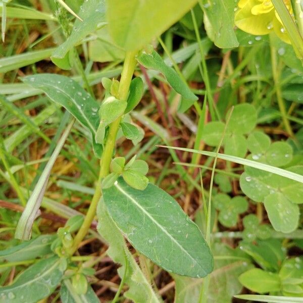 Euphorbia flavicoma পাতা