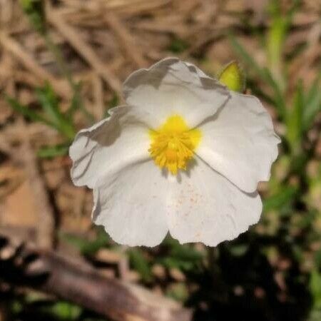 Cistus umbellatus Flor