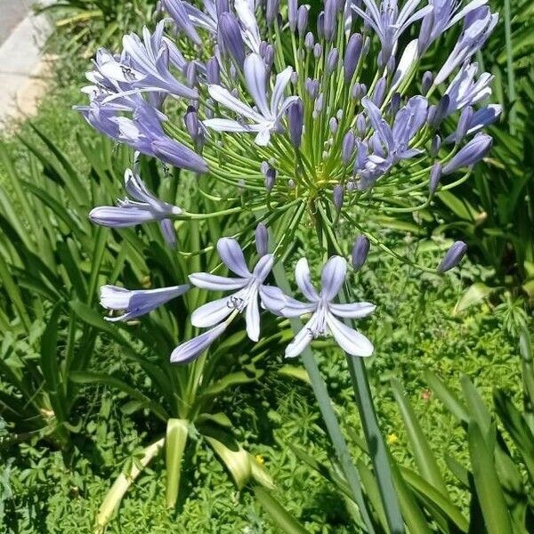 Agapanthus africanus Flower