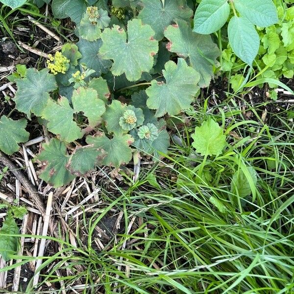 Alchemilla subcrenata Blatt