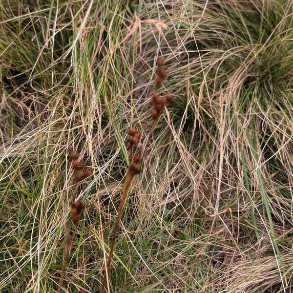 Juncus squarrosus Frutto