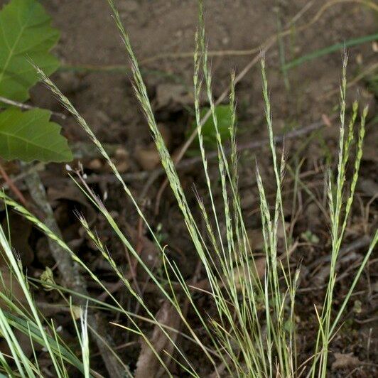 Festuca maritima ശീലം