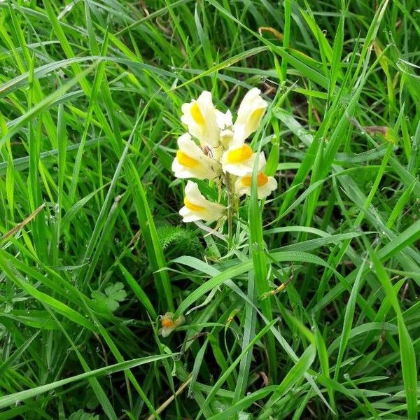 Linaria vulgaris Kukka