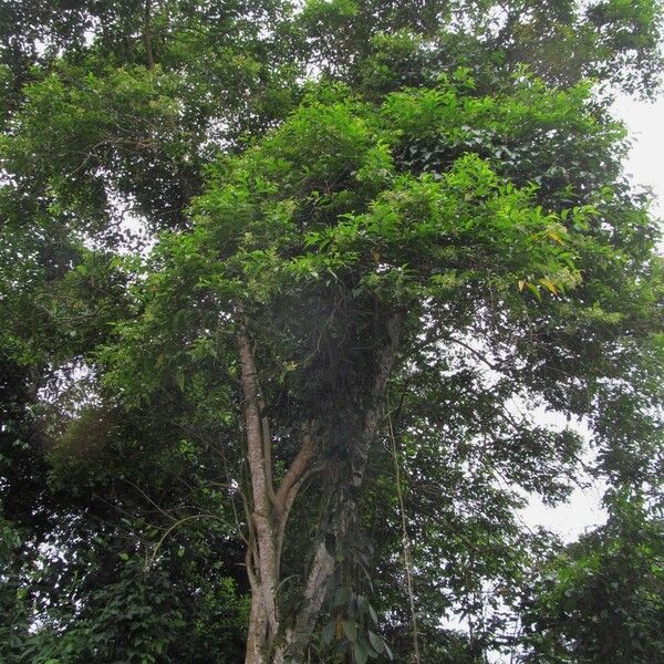 Cestrum racemosum