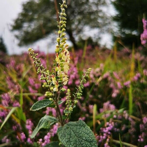 Teucrium scorodonia Цветок