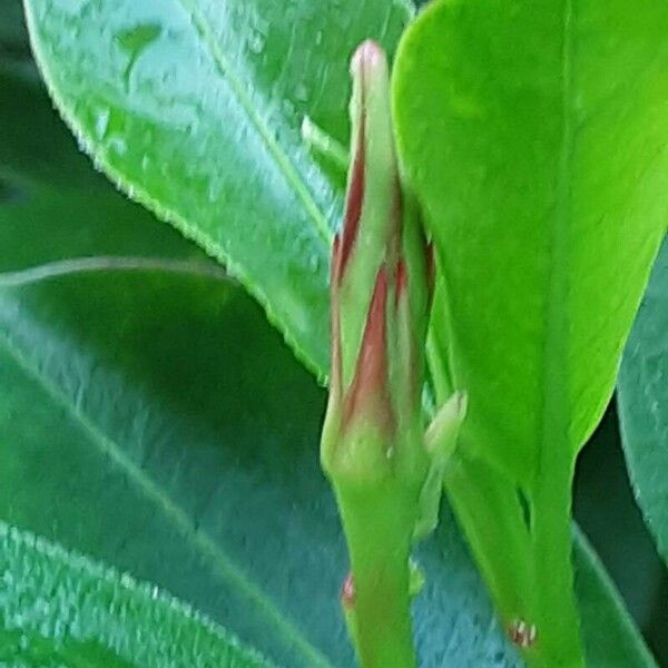 Mandevilla sanderi Flor