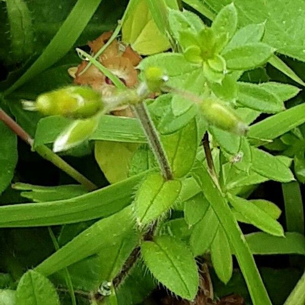 Cerastium glomeratum Kvet