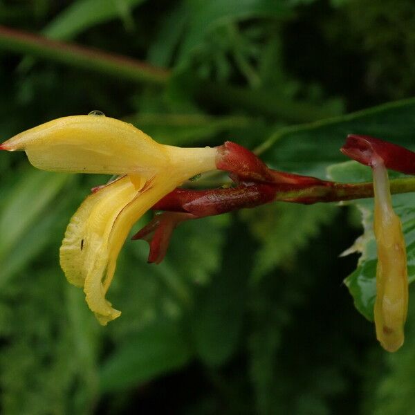 Cautleya gracilis Blomst