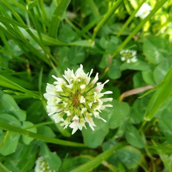 Trifolium repens Flower