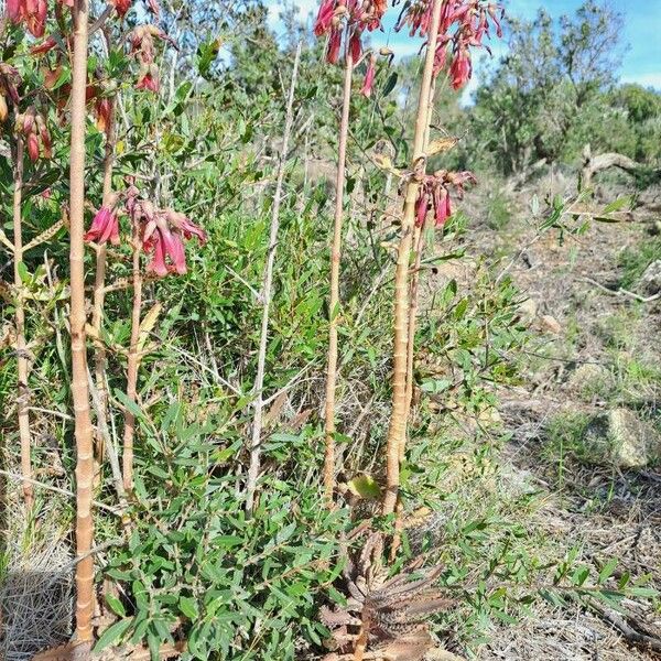 Kalanchoe delagoensis Feuille