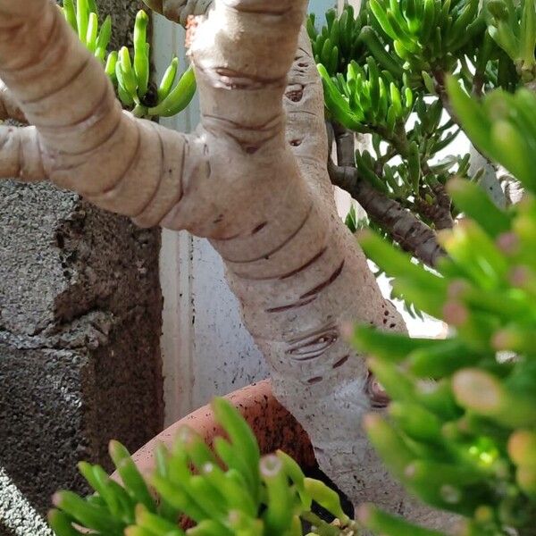 Crassula ovata Bark