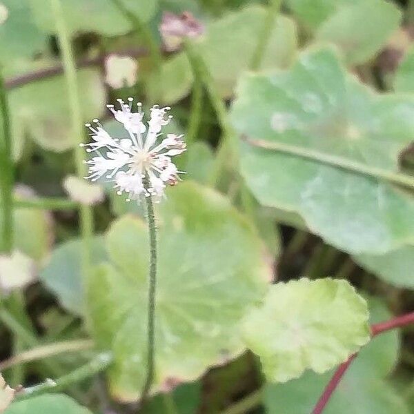 Hydrocotyle leucocephala Flower