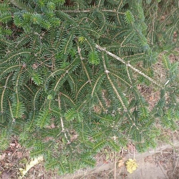 Abies cephalonica Ліст