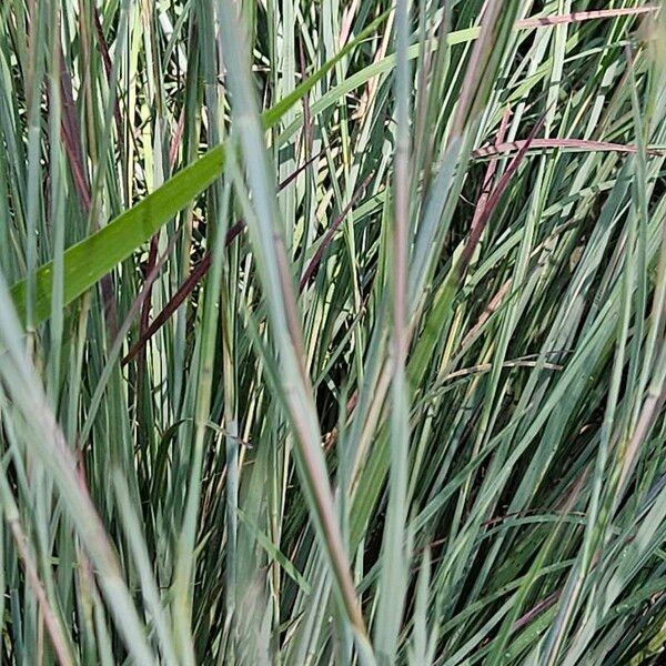 Andropogon gerardi Leaf