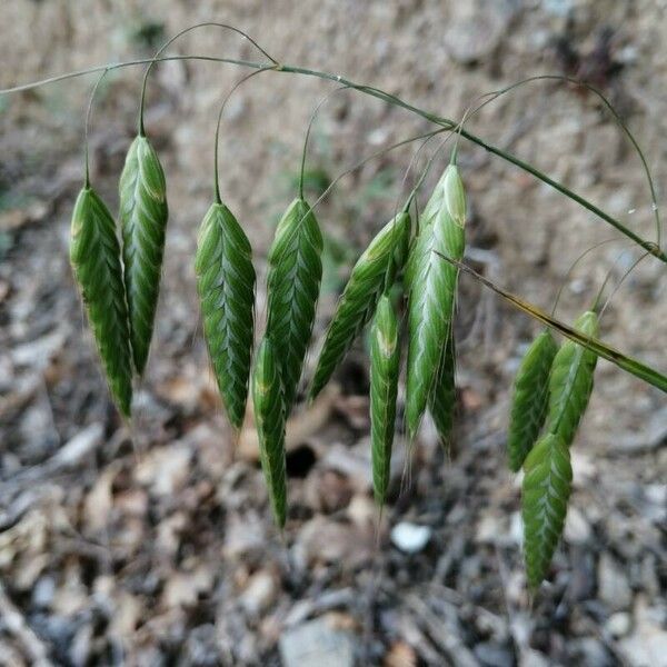 Bromus squarrosus Virág