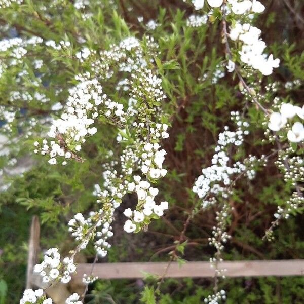 Spiraea thunbergii ফুল