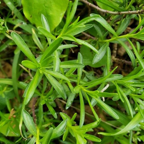 Iberis sempervirens Hoja