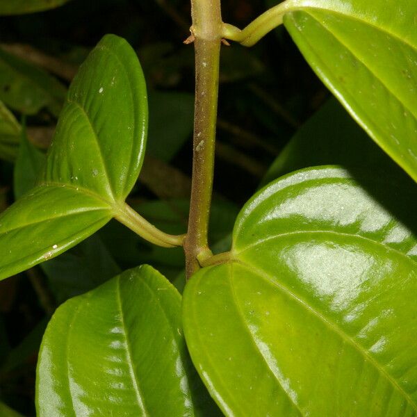 Adelobotrys adscendens Leaf