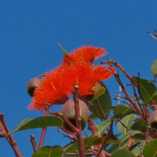 Corymbia ficifolia Flower