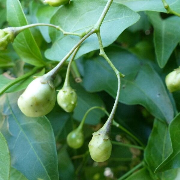 Solanum laxum Fruit