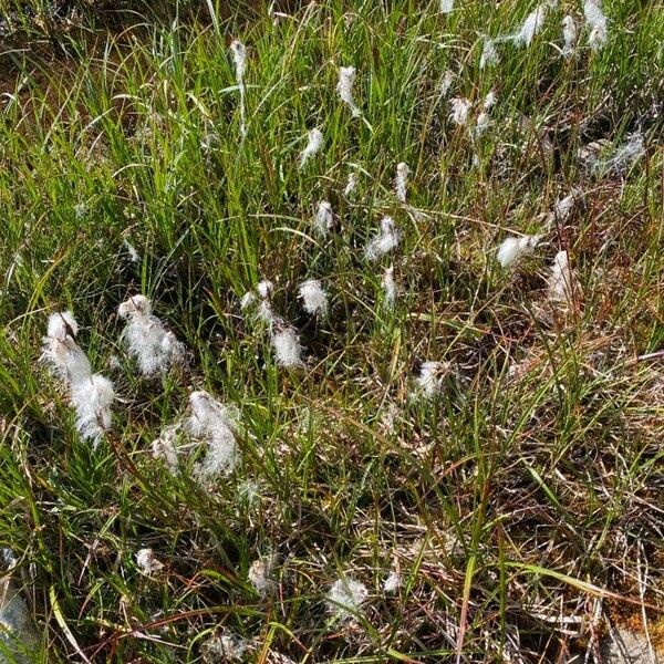 Eriophorum angustifolium Vekstform