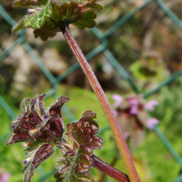 Lamium amplexicaule Hábito