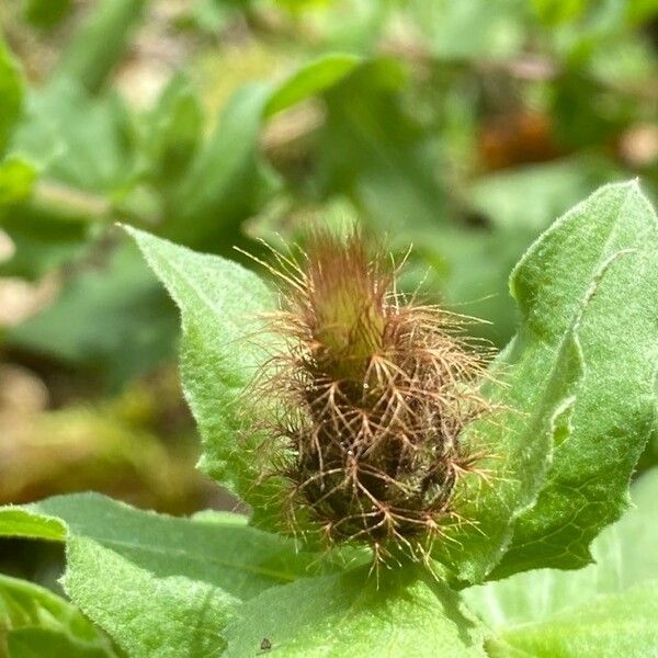 Centaurea pectinata Flors