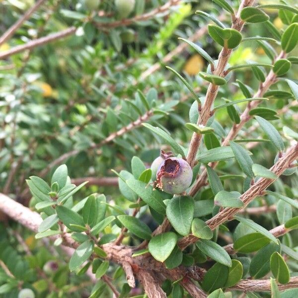 Myrtus communis Fruit